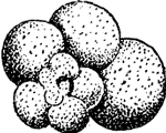 GLOBIGERINA.