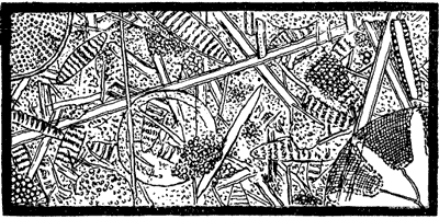 DIATOM OOZE DREDGED FROM A DEPTH OF 1950
