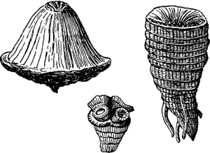 UPPER SILURIAN CORALS AND CRUSTACEANS.