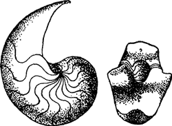CRETACEOUS NAUTILUS.