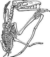 SKELETON OF THE PTERODACTYL.