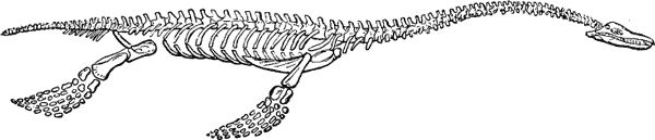 THE SKELETON OF THE ICHTHYOSAURUS.