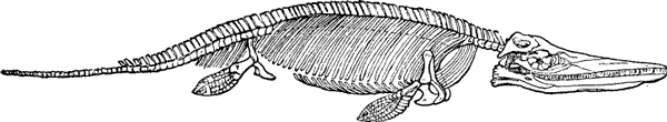 THE SKELETON OF THE PLESIOSAURUS.