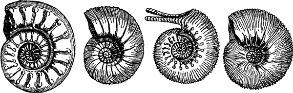 AMMONITES.