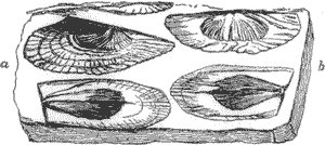 FOSSIL SHELLS.