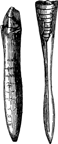 BELEMNITES.