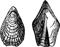 TEREBRATULINA.