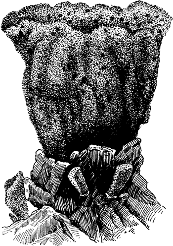 A SPONGE ATTACHED TO ITS ROCKY BED.