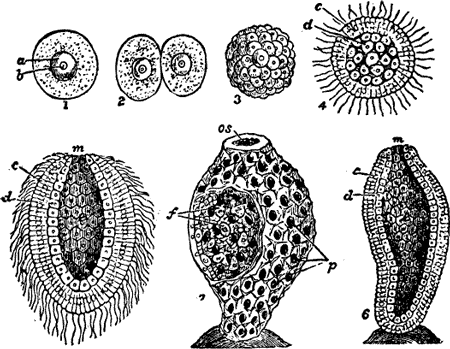 FIG. 1. DEVELOPMENT OF A SPONGE (Olynthus).