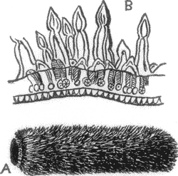 A. PYROSOMA. B. PONITON.