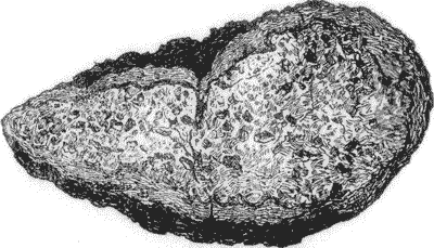 SECTION OF A LAVA BOMB.