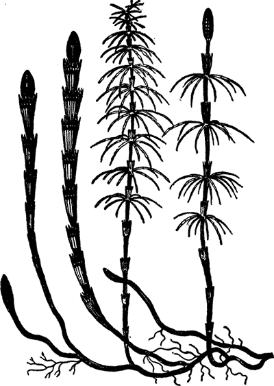 FIG. 1. HORSE-TAIL (Equisetum drummondii).