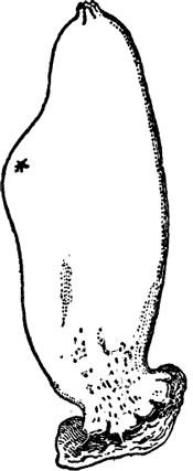 FIG. 2. A TUNICATE (Ascidia).