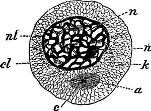 FIG. 3. CELL FROM A SALAMANDER.