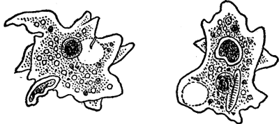 FIG. 4. AMOEBA SHOWN IN TWO OF THE MANY IRREGULAR SHAPES IT ASSUMES.