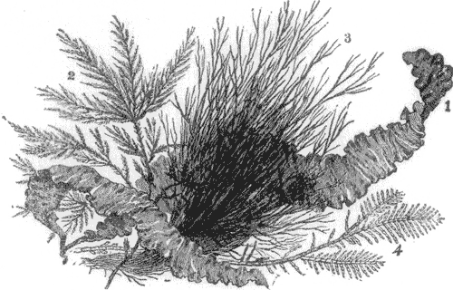 FIG. 1. GROUP OF SEAWEEDS.
