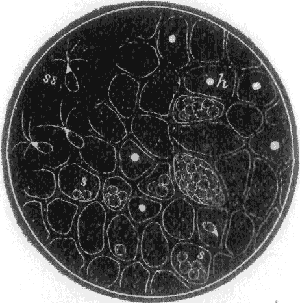 FIG. 2. Ulva lactuca, A GREEN-SEAWEED,