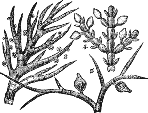 FIG. 3. THREE SEAWEEDS OF FIG. 1 MUCH MAGNIFIED TO SHOW FRUITS.