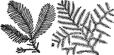 FIG. 4. CORALLINE AND SERTULARIA, TO SHOW LIKENESS BETWEEN THE ANIMAL SERTULARIA AND THE PLANT CORALLINE.