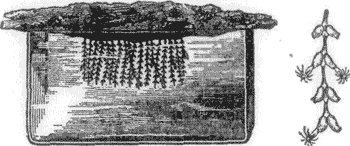 FIG. 5. Sertularia tenella, HANGING FROM A SPLINT OF ROCK OVER A WATER TROUGH.