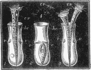 FIG. 6. Thuricolla folliculata and Chilomonas amygdalum.