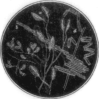 FIG. 7. LIVING DIATOMS.