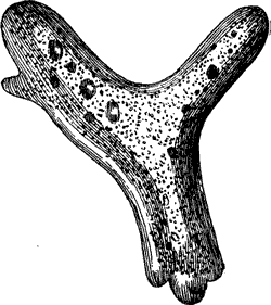 AMIBA PRINCEPS, ONE OF THE MANY ORDERS OF THE RHIZOPODA CLASS, MAGNIFIED ONE HUNDRED TIMES.