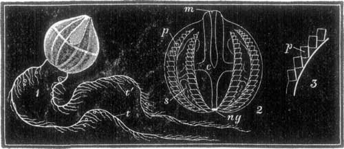 FIG. 9. Cydippe Pileus.
