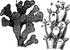 FIG. 10. THE SEA-MAT OR FLUSTRA.