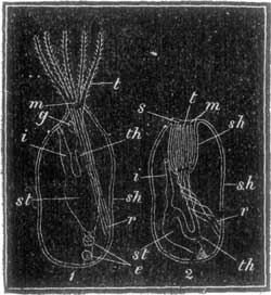 FIG. 11. DIAGRAM OF THE ANIMAL IN THE FLUSTRA OR SEA-MAT.
