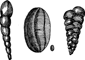 RHIZOPODS (MAGNIFIED).