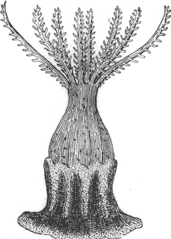 CORAL POLYP.
