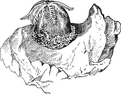 YOUNG CORAL POLYP ATTACHED TO A ROCK