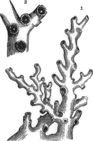 WHITE CORAL. 2. PORTION OF A BRANCH (MAGNIFIED).