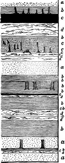 SUCCESSION OF BURIED COAL-GROWTHSAND ERECT TREE-STUMPS. SYDNEY, CAPE BRETON.