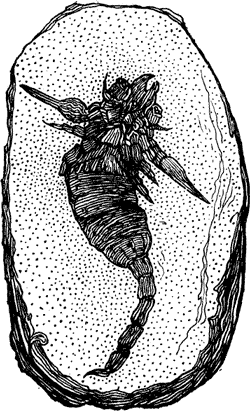 FOSSIL SCORPION.--SILURIAN PERIOD.