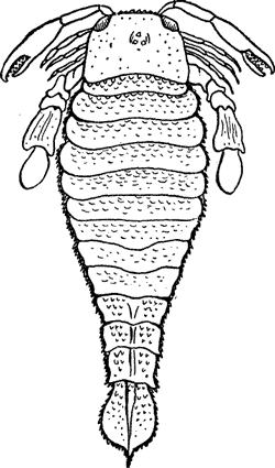 CRUSTACEA.--DEVONIAN PERIOD.