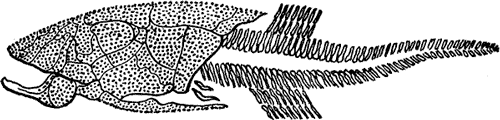 FISH OF THE DEVONIAN PERIOD.