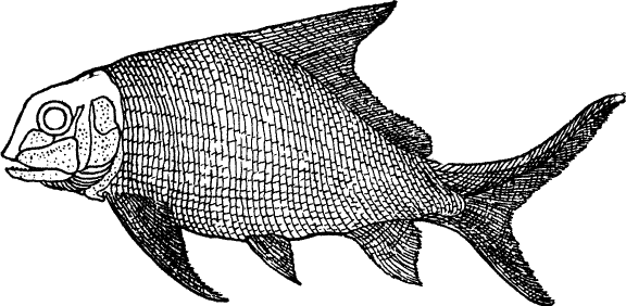 FISH OF THE CARBONIFEROUS PERIOD.