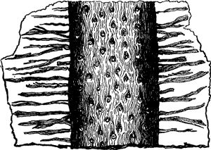 FOSSIL VEGETATION OF CARBONIFEROUS PERIOD.