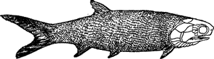 FISH OF THE PERMIAN PERIOD.