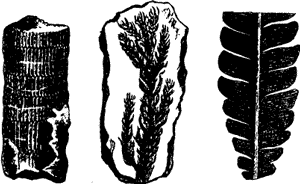 FOSSILS OF TRIASSIC VEGETATION.