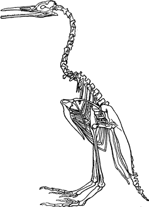 SKELETON OF BIRD OF THE CRETACEOUS PERIOD.