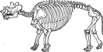SKELETON OF ANIMAL OF THE EOCENE PERIOD.