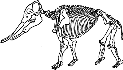 SKELETON OF ANIMAL OF THE MIOCENE PERIOD.