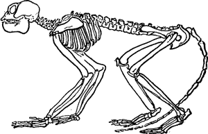 SKELETON OF ANIMAL OF THE PLIOCENE PERIOD.