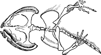 FIG. 2. RANICEPS LYELLI--COAL TIME SALAMANDER.