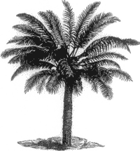 CYCAS CIRCINALIS, AKIN TO HIGHEST PLANTS OF COAL TIME.