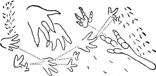 FIG. 4. FOOT-PRINTS, CONNECTICUT SANDSTONES.