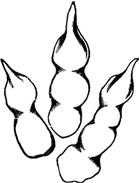 FIG. 5. FOOT-PRINT,